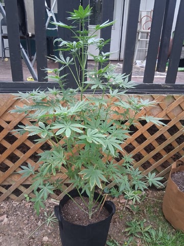 First Indoor Grow  — flower, day 50