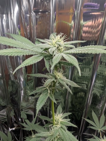 B E A utiful  — flower, day 93