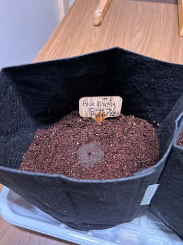 Round 1 — germination, day 1