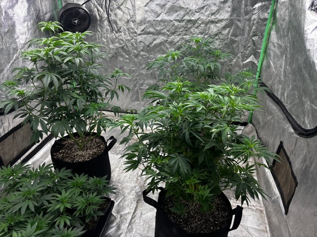 Outdoor Grow — vegetative, day 65