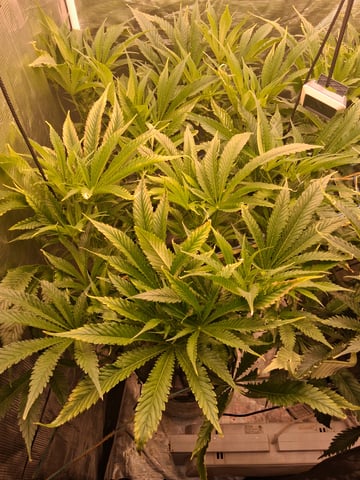 Blueberry OG Kush — flower, day 3