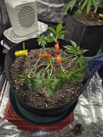 Grow 1 2026 Dream Widow — vegetative, day 39