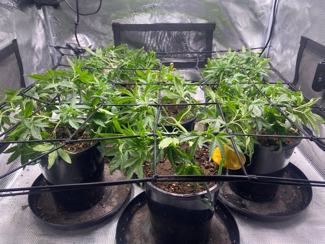 Solfire Gardens Grow — vegetative, day 49