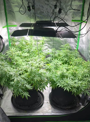 This grow may be interesting! — flower, day 126