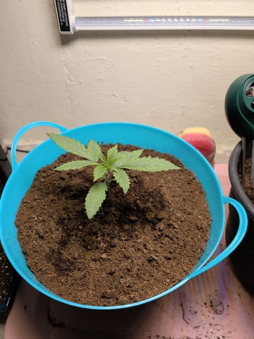 Apple Betty — seedling_rooting, day 3