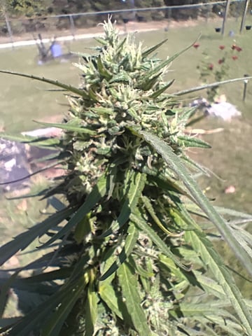 Ganger — flower, day 1