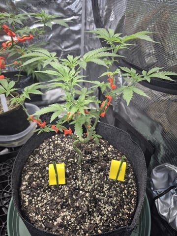 Grow 1 2026 Gelato Rainbow Sherbert  — vegetative, day 47