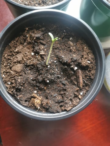 My Four Plants — grow_setup, day 2