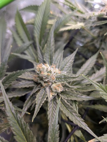 Cinderella 99 -C99 — flower, day 100