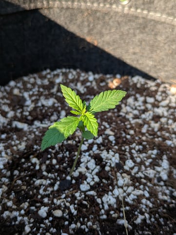 Pineapple Express Auto  — seedling_rooting, day 15