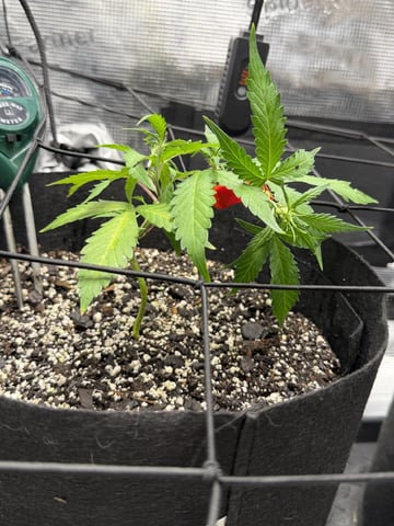 Gorilla Cookies — 1st Grow