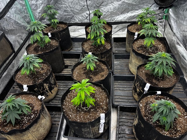 Mixed Freebies — vegetative, day 38