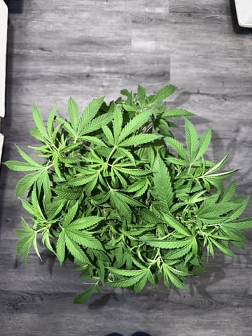Sour Glue — flower, day 57