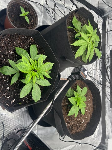 2025-26 harvest INDOOR — vegetative, day 56
