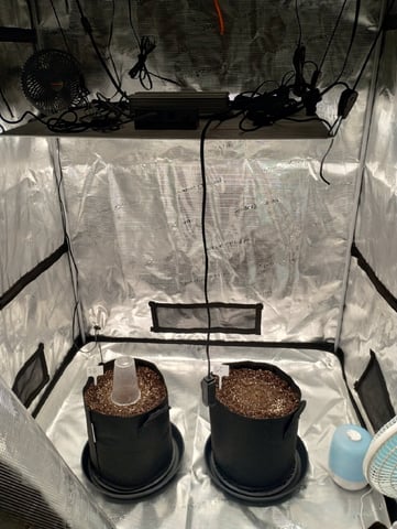 Round 2🥊 — germination, day 6