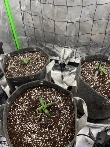 Royal Dwarf — seedling_rooting, day 14