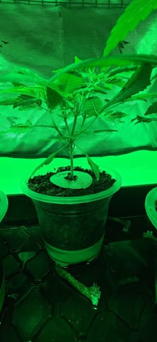 Girl Scout Cookies  — vegetative, day 39