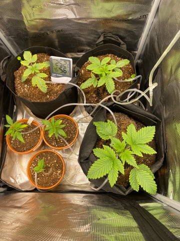 Bruce Banner (Auto) — flower, day 35