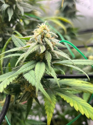 Blue Dream Photos — flower, day 91