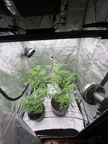 Lavender and Anesthesia Auto — flower, day 85