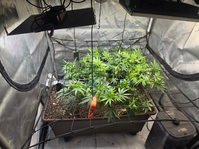 White rhino — flower, day 52