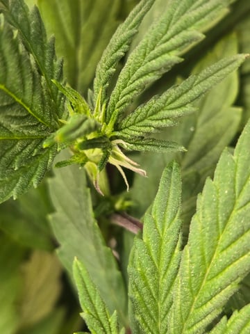 First Grow — flower, day 70