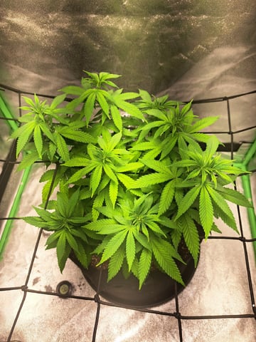 Blue Cheese from Barney's Farm — vegetative, day 1