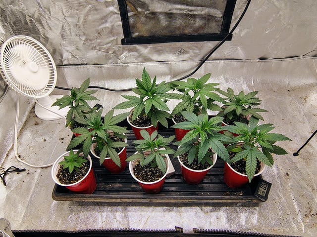 garage set up — vegetative, day 34