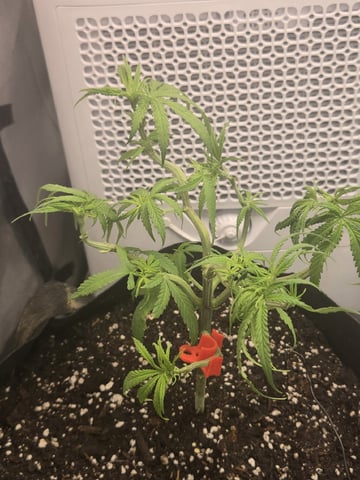 first grow second plant  — flower, day 47