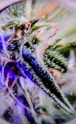 My Girls — flower, day 51