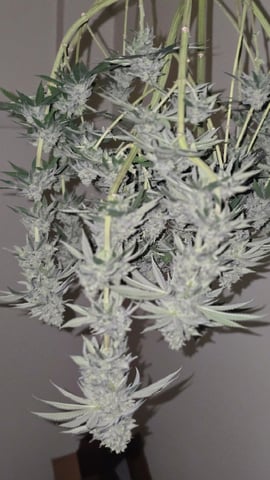  1 Blue Zushi x Venom & 1 Jack Here x Strawberry Cookies OG — harvest, day 97