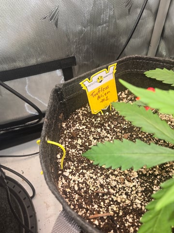 Toofless Alien — grow_setup, day 2
