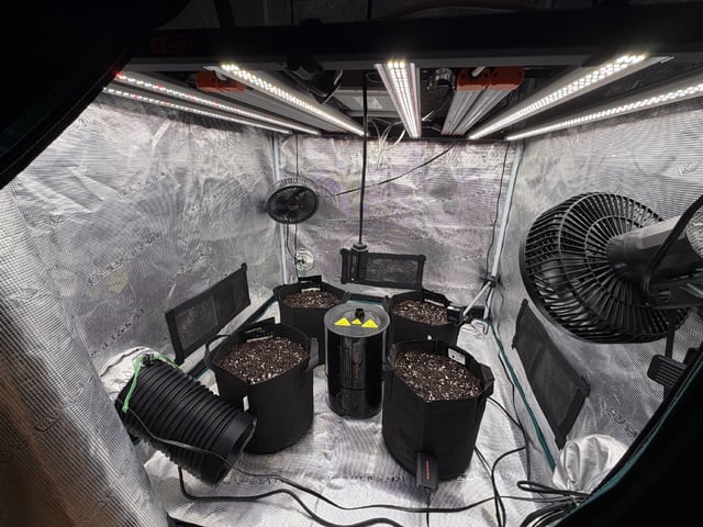 Grow Mix — none, day 4