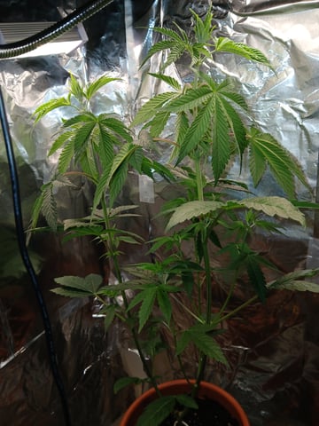 triangle kush  — vegetative, day 2