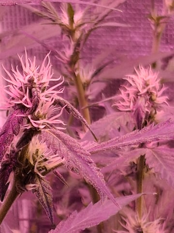 Queen B  — flower, day 63