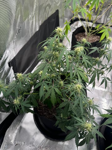First Grow — flower, day 50