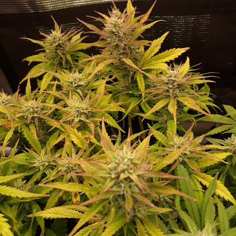 Next Attempt  — flower, day 64