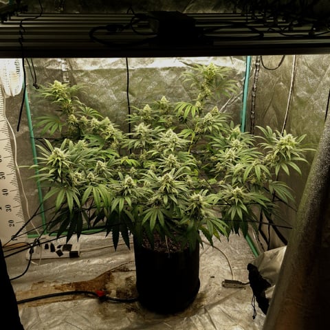Experimental DIY Run — flower, day 11