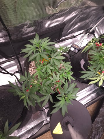 Dirty Bird - Thousand Island Fem & Platinum Kush Breath Remix x Grape Cakehead Fem Photo  — vegetative, day 39