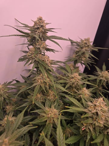 1st Auto Grow (LSD + BrB) - 1st indoor Grow — flower, day 73