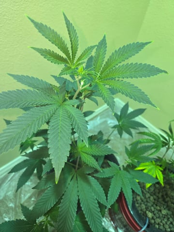 first time closet phx az — vegetative, day 2