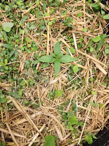 Mephisto Apple Crush and Pop tart OG in Nature's Living Soil.  — seedling_rooting, day 14
