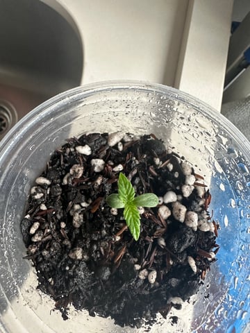 Cabana do Gato — seedling_rooting, day 10
