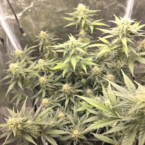 Purple Haze Auto — flower, day 69