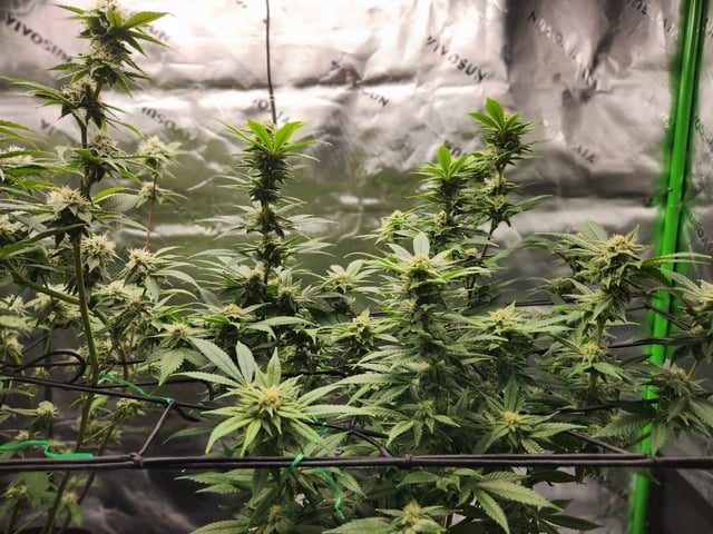 Fat Matt's 1st grow — flower, day 14