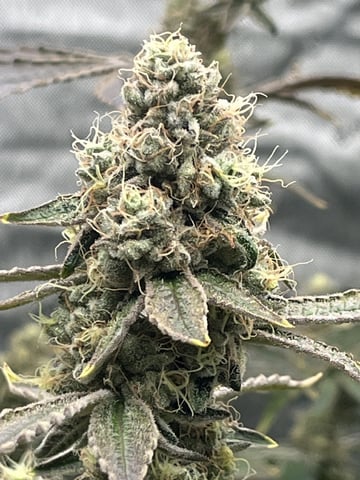 The Bling  — flower, day 126