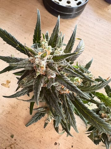 Northern Lights & Quick One  — harvest, day 53