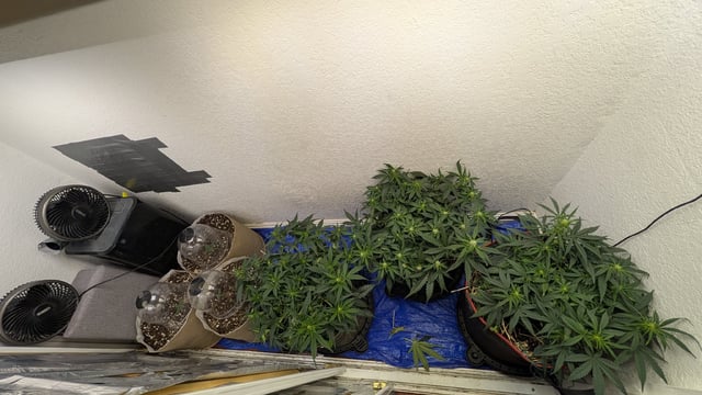 August Grow — flower, day 44