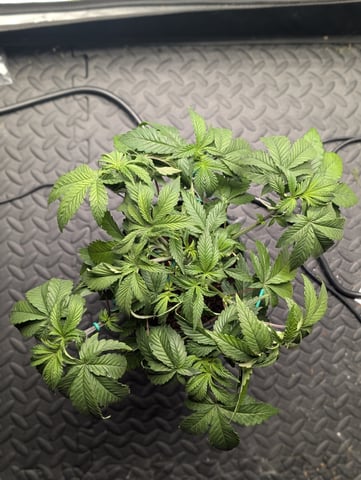 EG/SM/SG/CW — vegetative, day 30