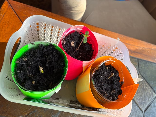 My First Grow — germination, day 7